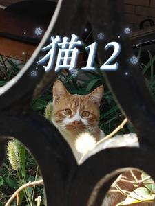 猫12个小时不吃不喝会不会有事